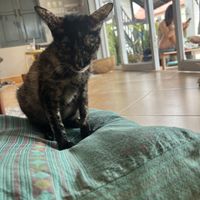   at The Happy Cat - Veggie Cafe-Restaurant in Luang Prabang