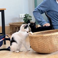 Cats   at The Happy Cat - Veggie Cafe-Restaurant in Luang Prabang