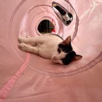 Cats   at The Happy Cat - Veggie Cafe-Restaurant in Luang Prabang