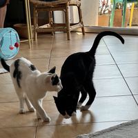 Cats   at The Happy Cat - Veggie Cafe-Restaurant in Luang Prabang