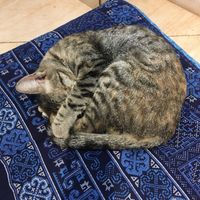 Cat companions  at The Happy Cat - Veggie Cafe-Restaurant in Luang Prabang