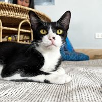   at The Happy Cat - Veggie Cafe-Restaurant in Luang Prabang