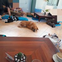 Dog and cats chilling at The Happy Cat - Veggie Cafe-Restaurant in Luang Prabang