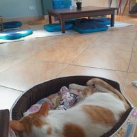  at The Happy Cat - Veggie Cafe-Restaurant in Luang Prabang