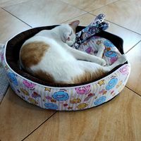  at The Happy Cat - Veggie Cafe-Restaurant in Luang Prabang