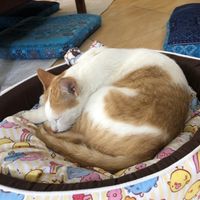   at The Happy Cat - Veggie Cafe-Restaurant in Luang Prabang