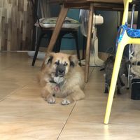   at The Happy Cat - Veggie Cafe-Restaurant in Luang Prabang