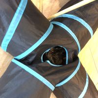   at The Happy Cat - Veggie Cafe-Restaurant in Luang Prabang