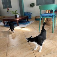 Cat café  at The Happy Cat - Veggie Cafe-Restaurant in Luang Prabang