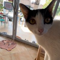   at The Happy Cat - Veggie Cafe-Restaurant in Luang Prabang