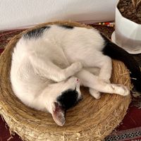 Kitty  at The Happy Cat - Veggie Cafe-Restaurant in Luang Prabang