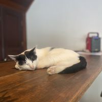 Tommie ❤️  at The Happy Cat - Veggie Cafe-Restaurant in Luang Prabang