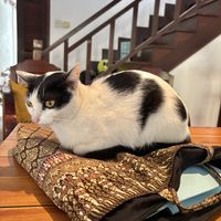   at The Happy Cat - Veggie Cafe-Restaurant in Luang Prabang