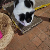 Minnie at The Happy Cat - Veggie Cafe-Restaurant in Luang Prabang