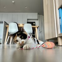 Cat toy from the cafe. My cat loves it 💕  at The Happy Cat - Veggie Cafe-Restaurant in Luang Prabang