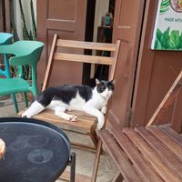  at The Happy Cat - Veggie Cafe-Restaurant in Luang Prabang