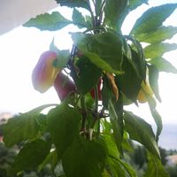 Pretty at ANTHI Taverna in Corfu