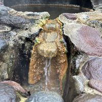   at Breitenbush Hot Springs Retreat Center in Detroit