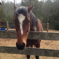 Teddy at The White Pig Bed and Breakfast in Schuyler