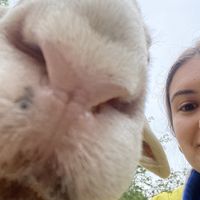 Clyde the sheep  at The White Pig Bed and Breakfast in Schuyler
