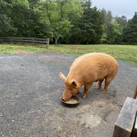 Atticus   at The White Pig Bed and Breakfast in Schuyler