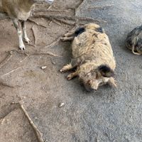 The pigs love belly rubs and affection   at The White Pig Bed and Breakfast in Schuyler