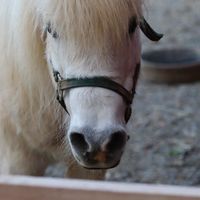 This was one of our neighbors I spent time talking with outside The Pink House. at The White Pig Bed and Breakfast in Schuyler