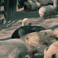 You are surrounded by friends ;) at The White Pig Bed and Breakfast in Schuyler