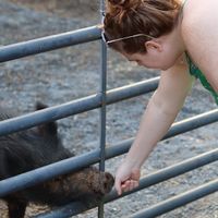 Trust me, you won't have to ask to pet them, they will gladly take all the love and attention you want to share with them. at The White Pig Bed and Breakfast in Schuyler