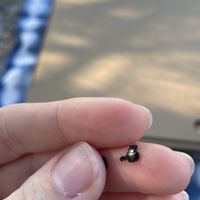   at Coolangatta Pizzeria in Coolangatta