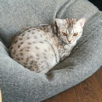 Cat at Miau Grau in Warsaw