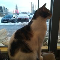 Cat at Miau Grau in Warsaw