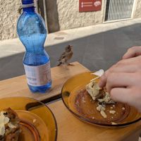 A very curious bird that wanted a small piece of vegan lasagne (he got it and ate gracefully) at Vegan Come Koala in Pisa