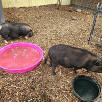 Adorable piggies at Oinking Acres Farm & Rescue Sanctuary in Brownsburg