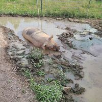 Farm pig rescued. Adorable at Oinking Acres Farm & Rescue Sanctuary in Brownsburg