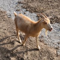 The goats were hilarious. at Oinking Acres Farm & Rescue Sanctuary in Brownsburg