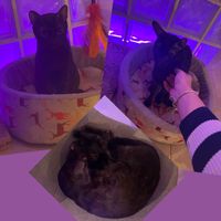   at La Gatera - Cat Café in Murcia