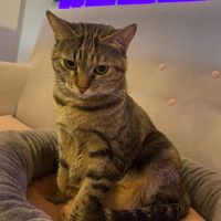   at La Gatera - Cat Café in Murcia