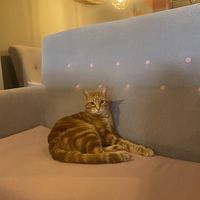   at La Gatera - Cat Café in Murcia