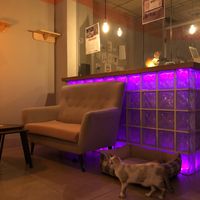 Theke   at La Gatera - Cat Café in Murcia