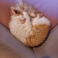  at La Gatera - Cat Café in Murcia