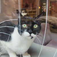  at La Gatera - Cat Café in Murcia