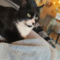  at La Gatera - Cat Café in Murcia