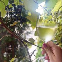 Vino  at Meze Mediterraneo in Schaumburg