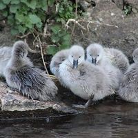 Visit the Black Swans at Dawlish  at The Old Mill Tea Room in Dawlish