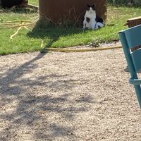 Er was ook een knuffelig katje aanwezig waarmee ik lekker heb geaaid tijdens het wachten  at Eetwinkel Van Mien in Doetinchem