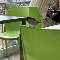   at California Bakery in Bergamo