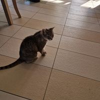  at Restaurant Golden Rose in Krk