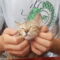 Sweet kitten 😻 at Bo De  in Nha Trang