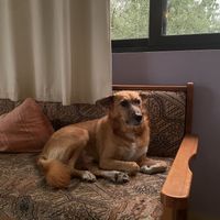 Lovely two dogs   at Green Life Market in Sarande